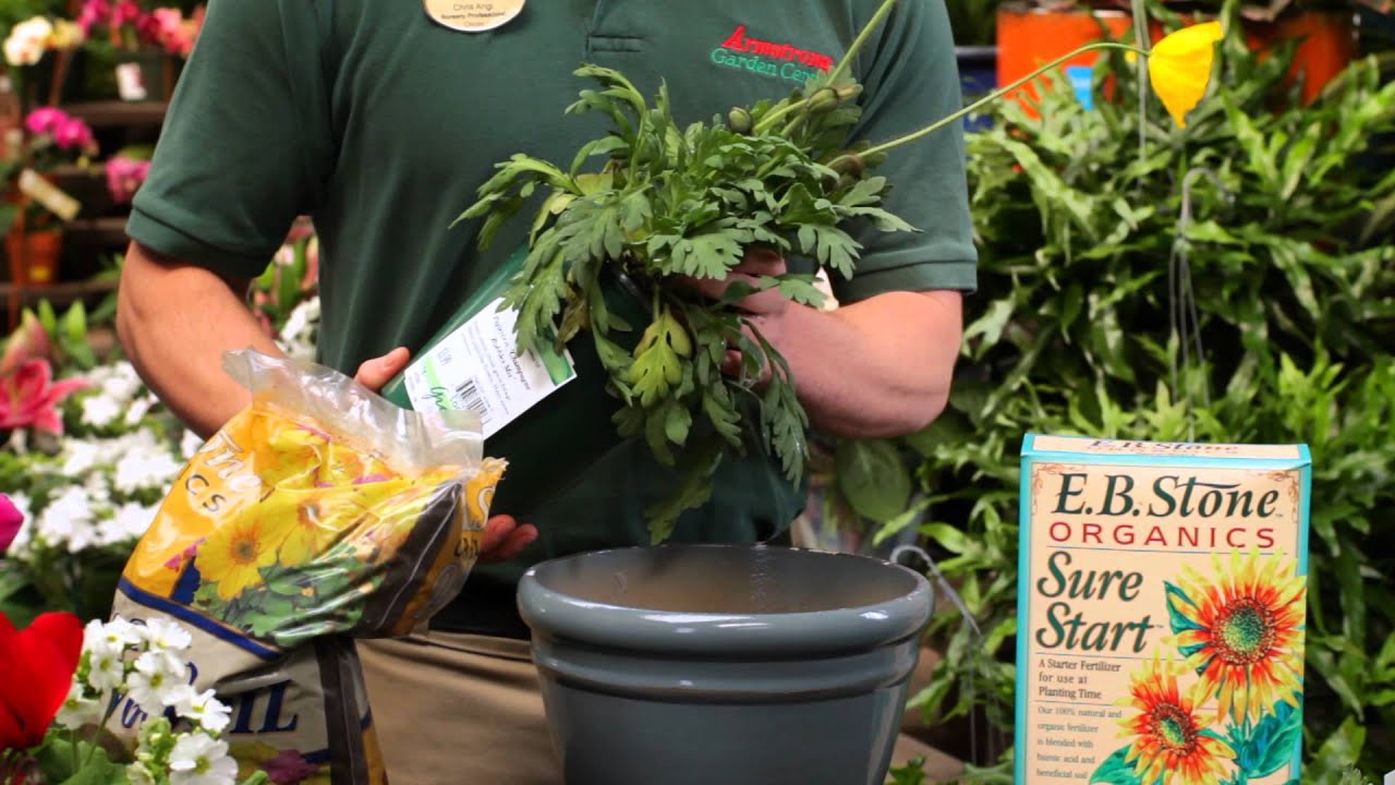 Colorful Winter Plants - Armstrong Garden Centers