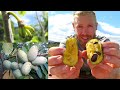 Grow This Fruit in Freezing Temperatures ❄ - Asimina Triloba (American Paw Paw)