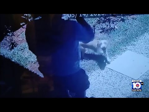Dogs taken from outside Broward home; Cat shot by bb gun in south Miami-Dade