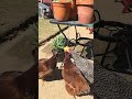 this poor Apple.#chickenlife #backyardchickens #chicken #chicken