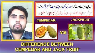 cempedak fruit aor jack fruit mai kia farq hai  | difference between cempedak and jack fruit |