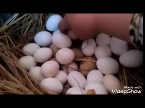 شوفو بيض الفراخ الهجين وبيض الفراخ البلدي والفرق ما بينهم وازاي تزود إنتاج البيض في يومين بس