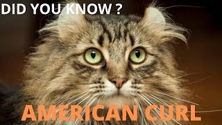 AMERICAN CURL CAT :  അമേരിക്കൻ കേൾ ക്യാറ്റ് by PETAGREEN KERALA 229 views 3 years ago 3 minutes, 49 seconds