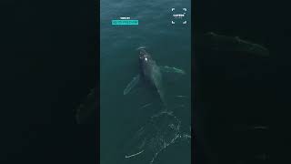 Amazing Close Encounters With Whales