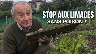 Comment Jai Éliminé Toutes Les Limaces De Mon Jardin Sans Poison Et Sans Les Ramasser La Nuit