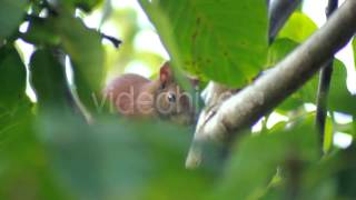 Stock Footage - Squirrel Sits On Tree Branch 1 | VideoHive