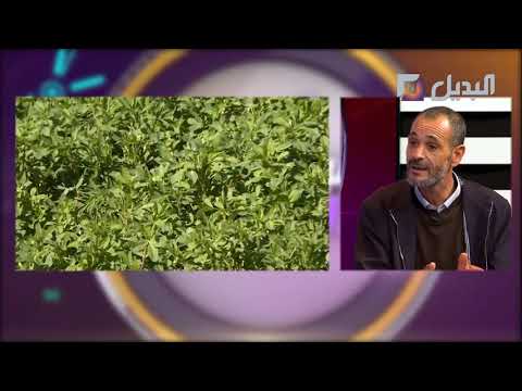 المستثمر الفلاحي محمد الأمين شنوف هذه تقنيات وفوائد زراعة البرسيم