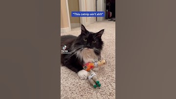 Catnip 🐈😂🤣🤣 #catnip #crazykittens #kittylove #catvideos #short #catgrass