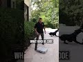 What Happens When a Dog Guards Something Priceless?