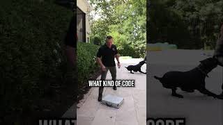 What Happens When a Dog Guards Something Priceless?