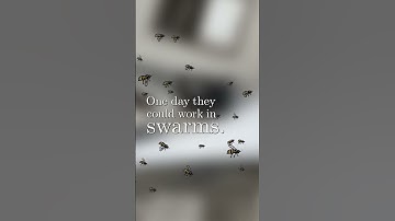 Insect Robot