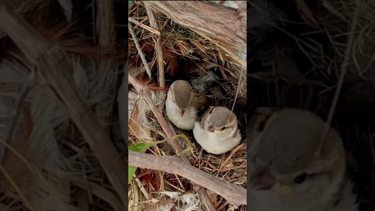 Sparrow bird wall (part 1) 