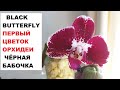 ОРХИДЕЯ "ЧЁРНАЯ БАБОЧКА" или BLACK BUTTERFLY.  ПЕРВОЕ ДОМАШНЕЕ ЦВЕТЕНИЕ ПОСЛЕ РЕАНИМАЦИИ.