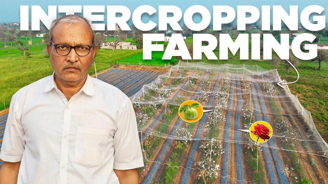 कैसे ये किसान बनाता है ₹ 4,00,000  बारह महीने में | Organic Intercroping Farming | Explorersathi 