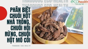 Phân biệt chuối hột nhà trồng, chuối hột rừng và chuối hột mồ côi