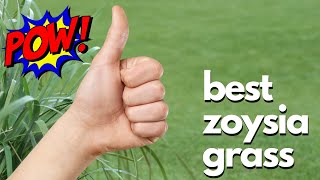 Let's Talk About Zoysia