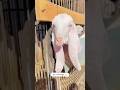 #cute baby goat #animalslover #cute #Goatslover #shortvideo #shorts #new