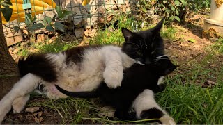 Mom cat carrying her kitty by force because kitten doesn't wanna go!