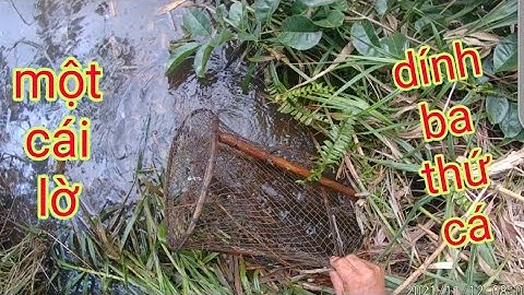 Lờ Cá Cải Tiến Đặc Có Cần Mồi Không /Định Nguyễn Hậu Giang