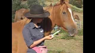 Positive Teaching for Worming a Horse