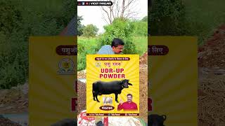 गाय भैंस का Udder, लेवटी, चड्डा बढ़ाने का No.1 देशी फार्मूला👍 Vicky Pansari 📞8222057532 📞9416157532