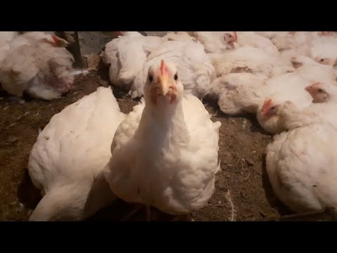 Видео: Пиле-бройлери: отглеждане у дома