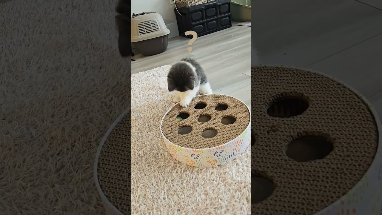 #Canada #Halifax #novascotia #Cat #Joy Story #Where are you from all of a sudden?