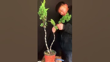 Thợ trẻ uốn cây Tùng song thụ #bonsaitutorial