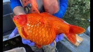 Public plea issued after catch of freakishly large goldfish