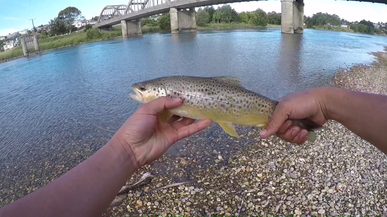 Fishing Trout and Perch in Clutha River using Soft Plastic 
