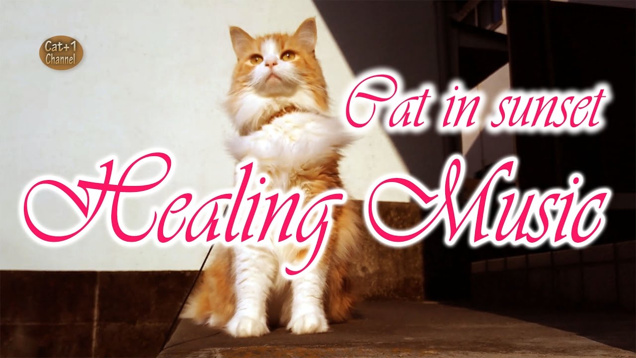 猫カフェ 横浜 Healing music · Relaxing cat in dusk, PRIN