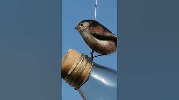 Sparrow on bottle tick tick #shorts #youtubeshorts #sparrow #funny