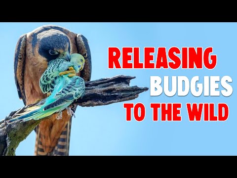 NEW TREND: Releasing
