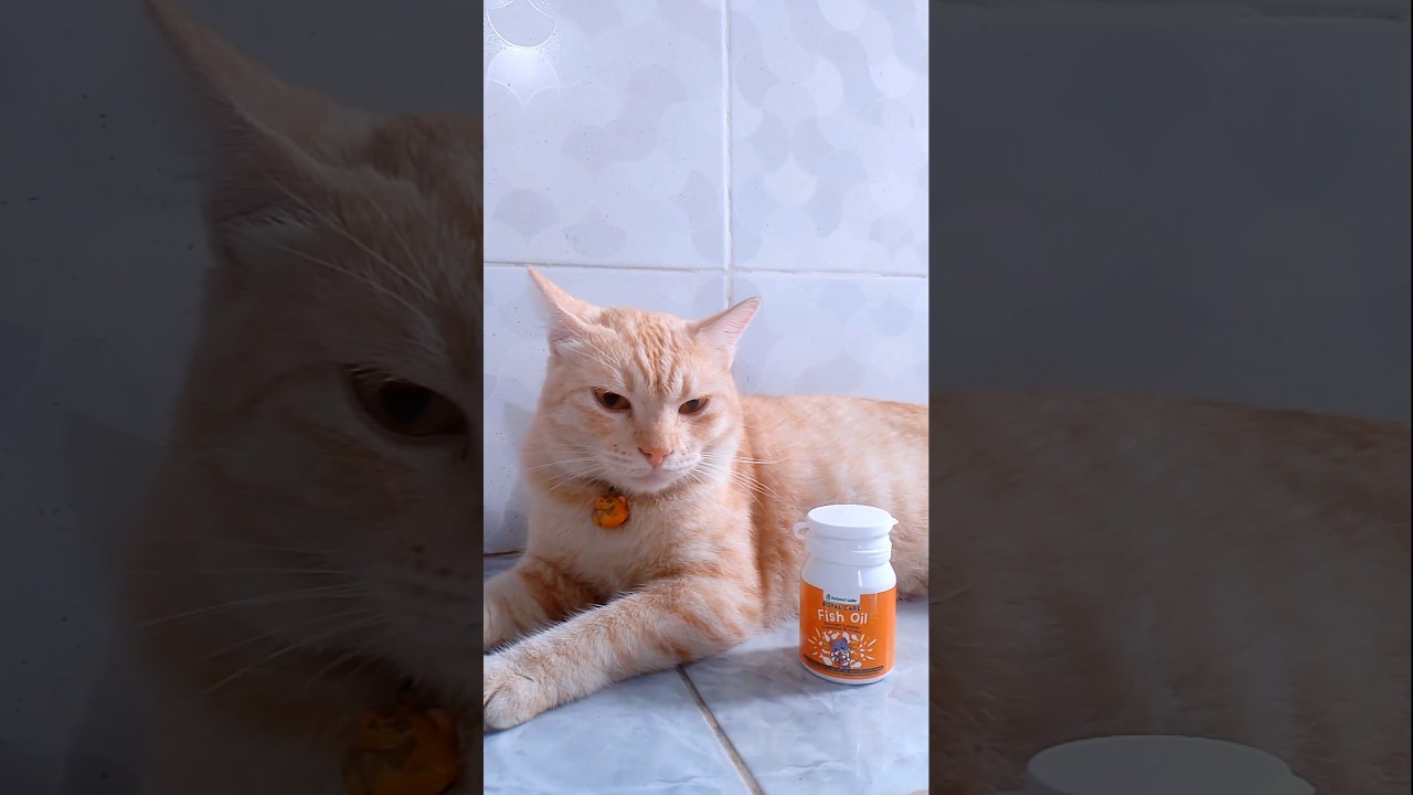 I had a problem with the cat furr. Thanks to 