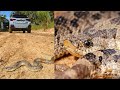 2022 Road Cruising and The Southern Hognose snake!