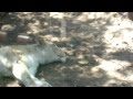 raros leones alvinos zoo de buenos aires