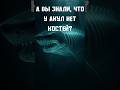 Самосознание слона и ещё 4 открытия