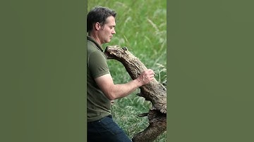 Watching badger cubs in the wild 🦡😍