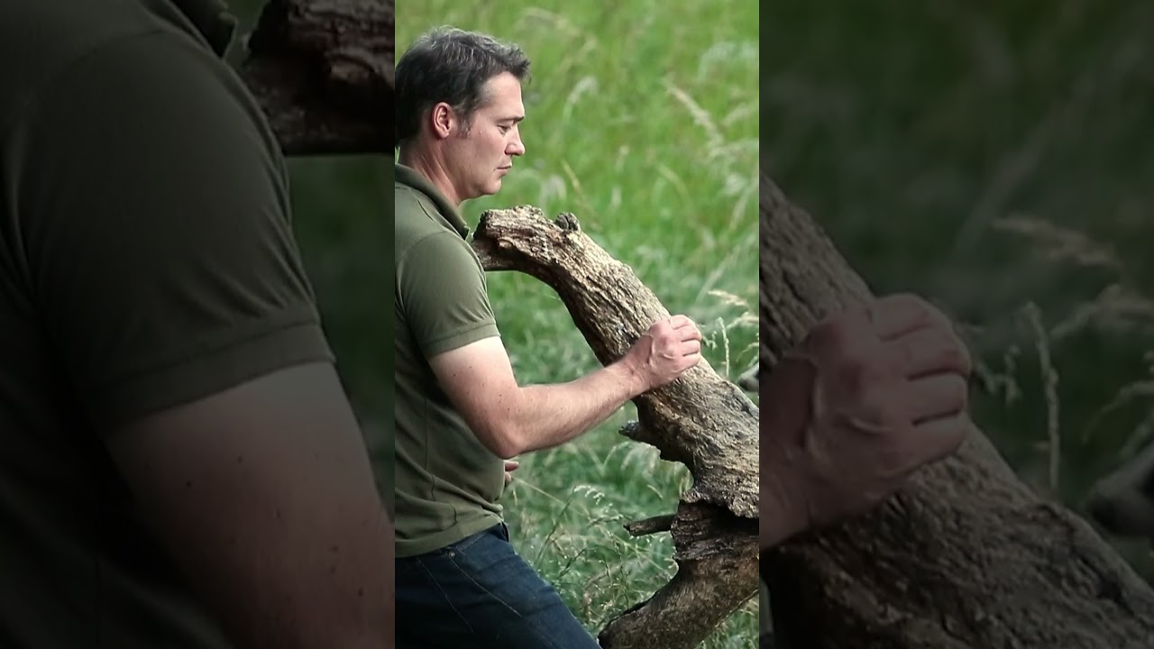 Watching badger cubs in the wild 🦡😍