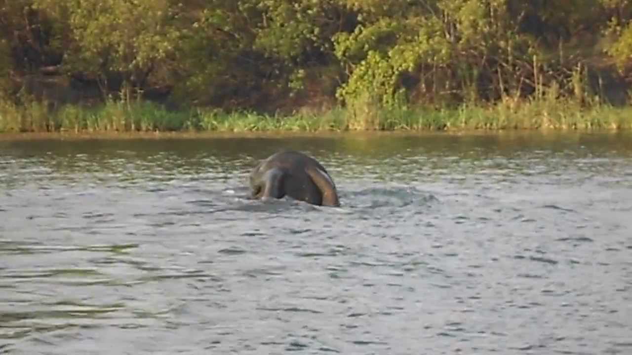 Elephant swimming across the Mighty Zambezi River YouTube