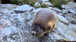 Dramatic Marmot