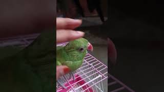 #so#sweet#shortvideo #parrot #viralvideo #greenparrot #birds