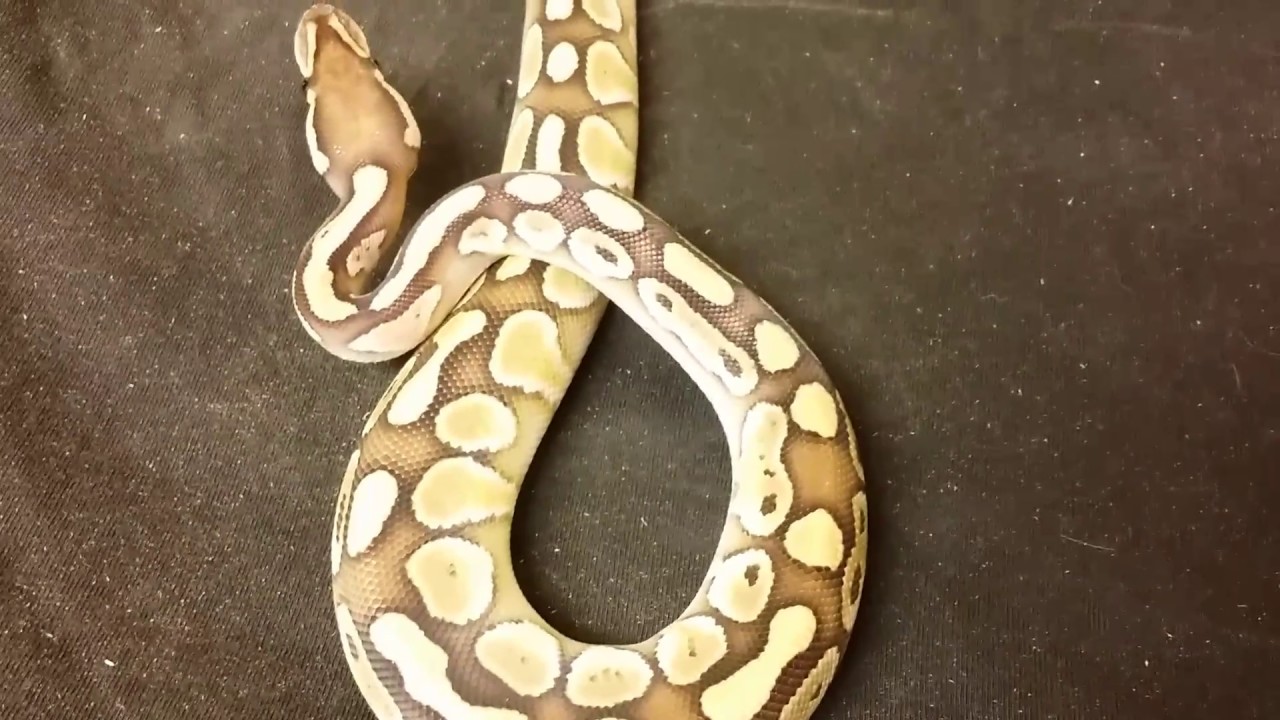 pythons for sale Shout out (Lone Star Reptiles)