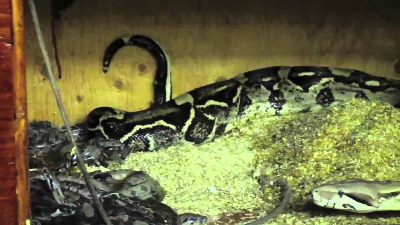petco hours Boa Litter #6 Anery Motley II