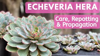 ECHEVERIA HERA - Care guide, Repotting and Propagation
