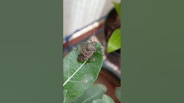 Shield bug #shorts #shortsfeed #insects