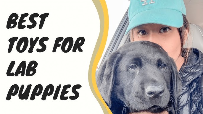 Best Toys for Lab Puppies: Top Picks for Endless Fun