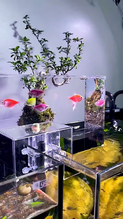 Amazing Aquarium Bridge #fishaquarium #fishtanksetup #aquariumfishtank #trending #diy #fish #brigde