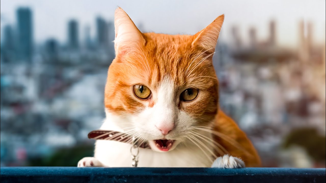 CAT Goes on ADVENTURE