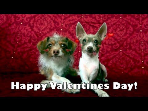 Happy Valentines Day Card Puppy Love Youtube